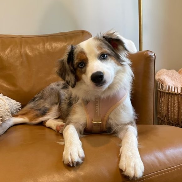 PETsRUS Premium No Pull Dog Harness 2 Leash Clips Beige Leather Neoprene Gold - Picture 8 of 8